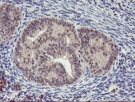 PNMT Antibody (clone OTI1D2, Carrier-free)