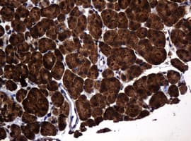 POGK Antibody (clone OTI6D5, Carrier-free)