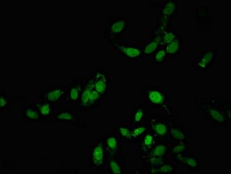 Polyclonal Rabbit anti-Human BTF / BCLAF1 Antibody (IF)