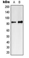 IHC-plus™ MARK4 Antibody (Internal)