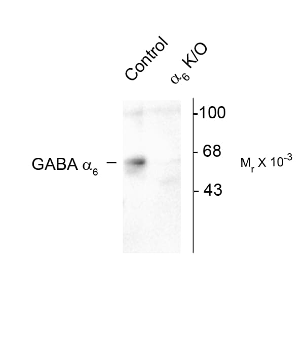 Polyclonal Rabbit anti-Rat GABRA6 Antibody (Cytoplasmic Domain, WB)
