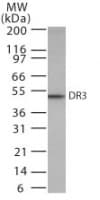 TNFRSF25 / DR3 Antibody (aa398-417)
