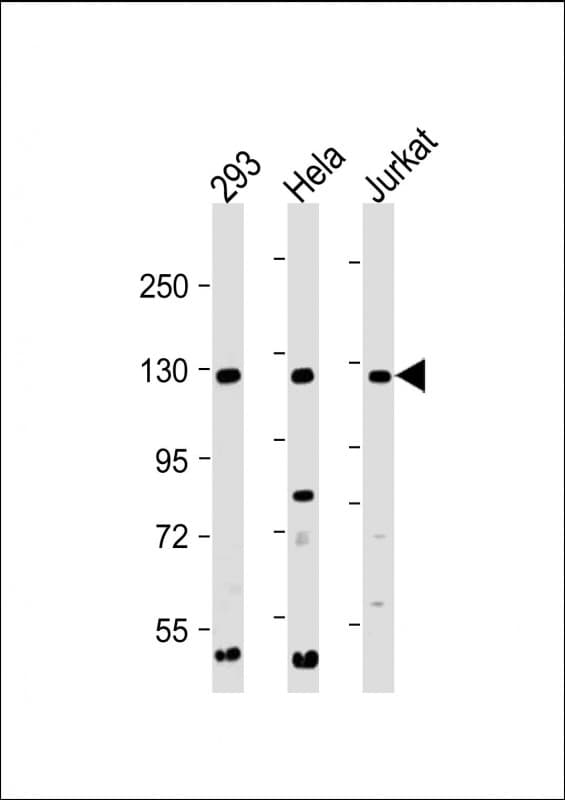 INTS3 Antibody (C-Terminus)