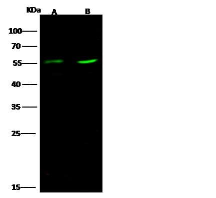 ZIF268 / EGR1 Antibody (Preservative Free)