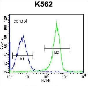 Polyclonal Rabbit anti-Human KRT12 / CK12 / Cytokeratin 12 Antibody (aa442-471, IHC, WB)