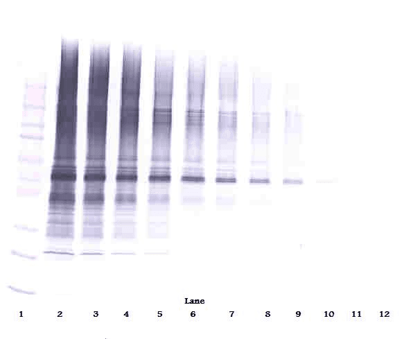 NAMPT / Visfatin Antibody
