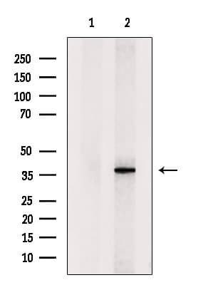 Polyclonal Rabbit anti-Human QKI Antibody (IF, WB)
