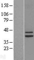 IDH3G Protein (Over-Expression Lysate Myc-DDK (Flag))