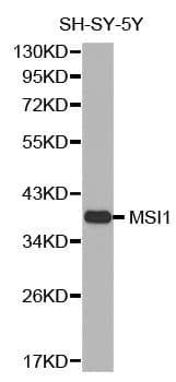 Polyclonal Rabbit anti-Human MSI1 / Musashi 1 Antibody (WB)