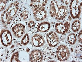 MAPK4 / ERK4 Antibody (clone OTI2D7)