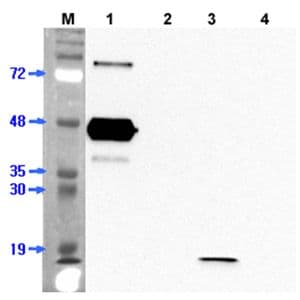 ANGPTL7 / CDT6 Antibody (clone Kairos 108-4)