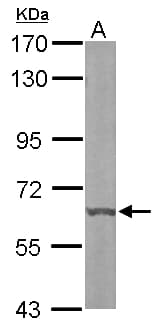 DYRK3 Antibody (aa243-532)