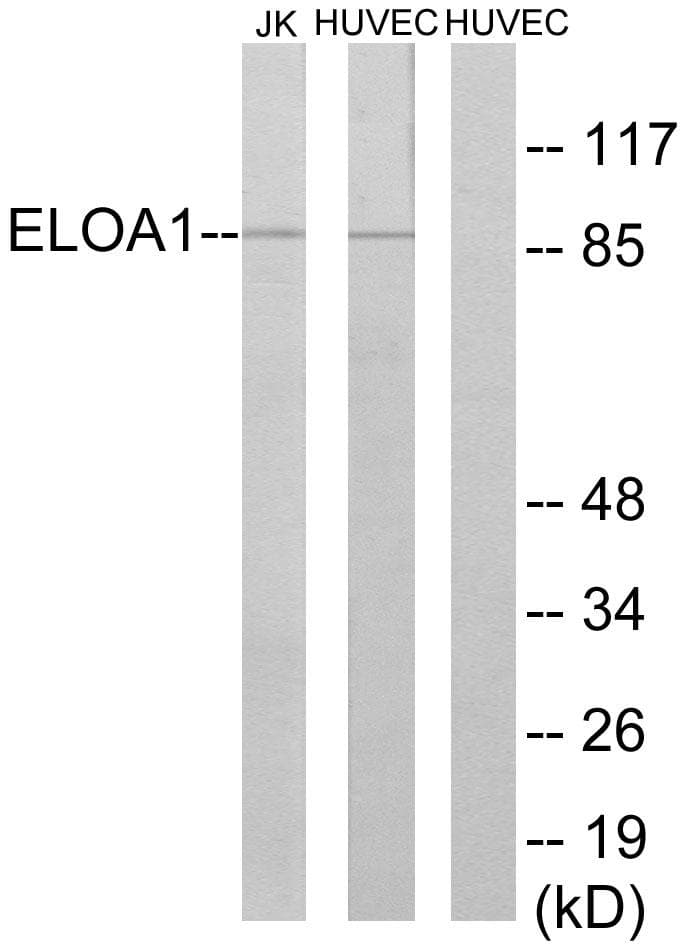 TCEB3 / Elongin A Antibody