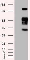 SIGLEC9 Antibody (clone OTI6D8)