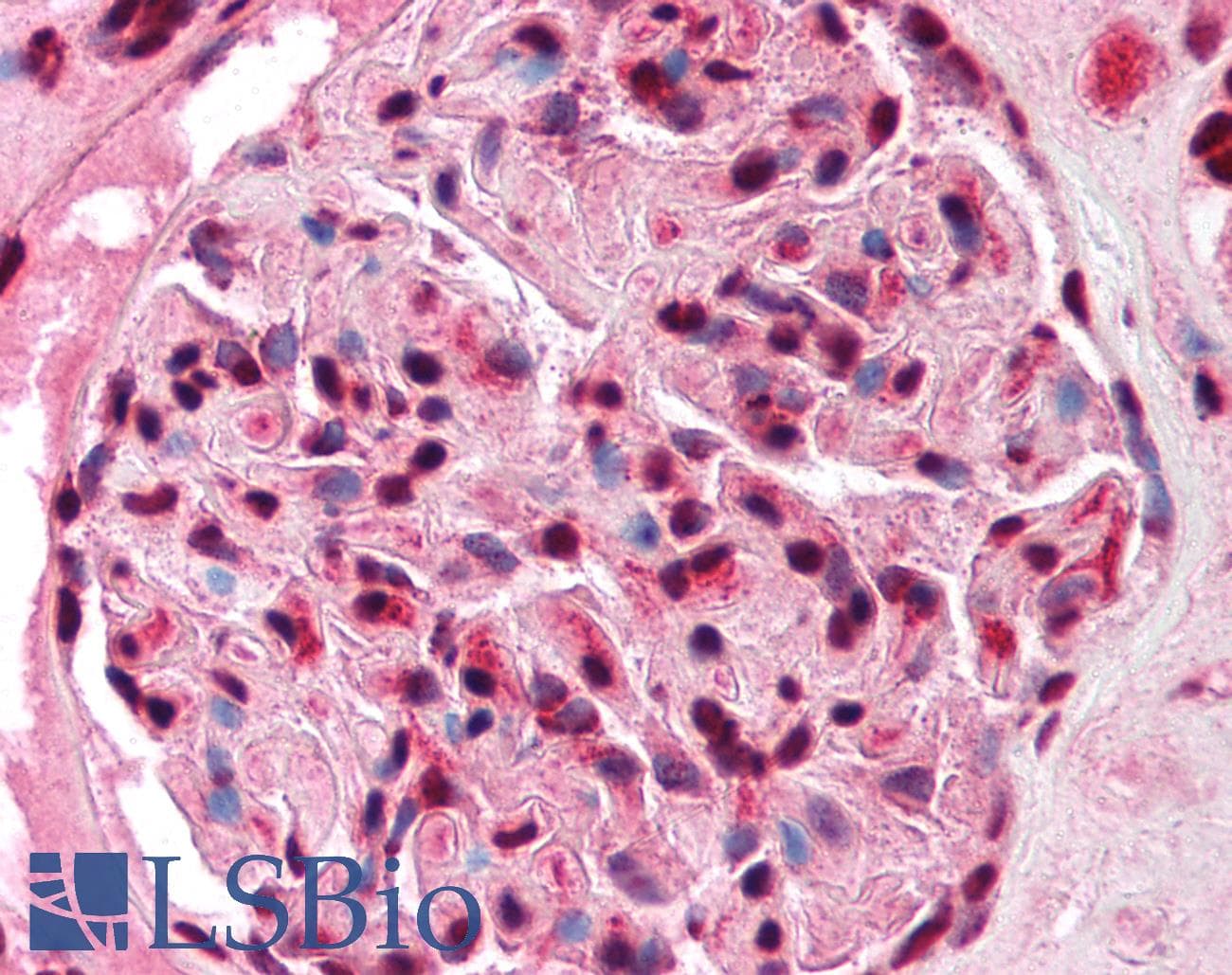 HFH-4 / FOXJ1 Antibody (N-Terminus)