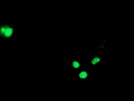 ELK3 / NET Antibody (clone OTI2C10, Carrier-free)
