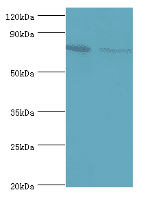 ETK / BMX Antibody (aa65-280)