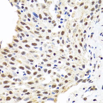 AHSP / EDRF Antibody