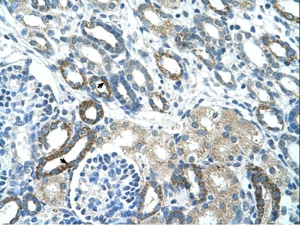 PSG3 Antibody (aa101-150)