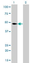 NFI / NFIC Antibody (clone 1C12-2A2)