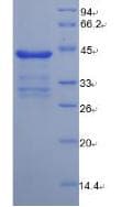 Mouse NPPB / BNP Protein (Recombinant His-GST, N-terminus)