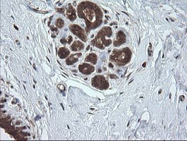 UBE2G2 Antibody (clone OTI4E12)