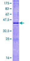 Human RNASE8 Protein (Recombinant GST)