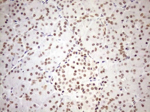 UTP11L Antibody (clone OTI5F3, Carrier-free)