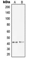 PGC / Pepsin C Antibody (Internal)