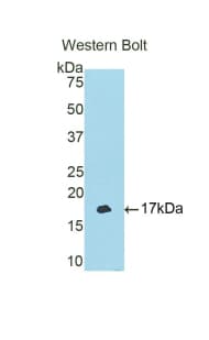 TBX3 Antibody (aa107-220)