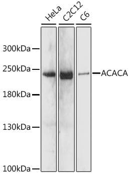 Acetyl-CoA Carboxylase / ACC Antibody
