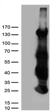 HS1BP3 Antibody (aa145-392, clone OTI10D9)