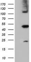 SLFNL1 Antibody (clone OTI4F7, Carrier-free)