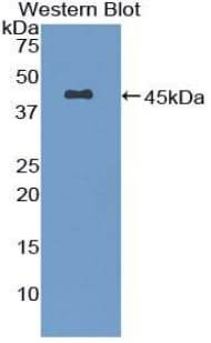 GFAP Antibody (aa253-354)