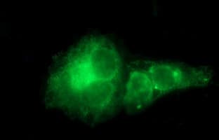 MFAP3 Antibody (clone OTI1D3)
