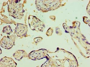 EFNB1 / Ephrin B1 Antibody (aa28-237)
