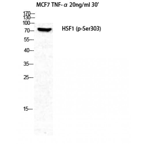 HSF1 Antibody (240-320 aa)