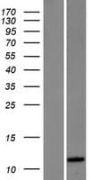 HSBP1 Protein (Over-Expression Lysate Myc-DDK (Flag))