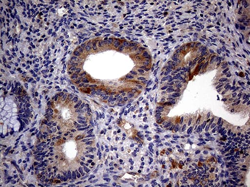 TRIP13 Antibody (aa31-148, clone OTI2F5, Carrier-free)