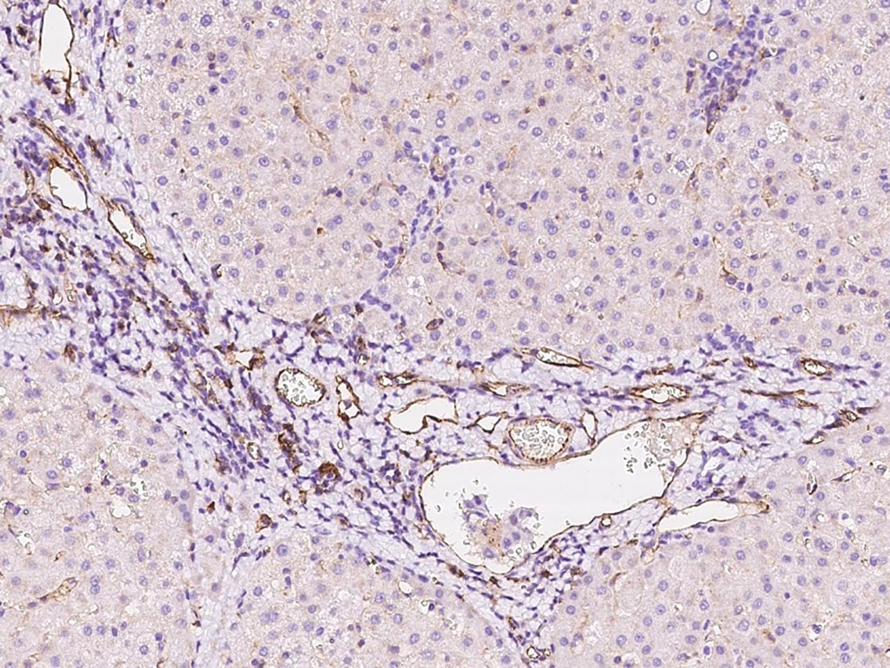 PECAM-1 / CD31 Antibody (Preservative Free)
