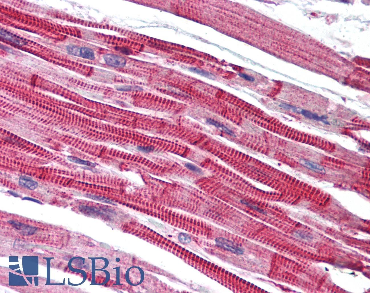 IHC-plus™ Polyclonal Rabbit anti-Mouse LPAR3 / LPA3 / EDG7 Antibody (aa1-12, IHC, WB)