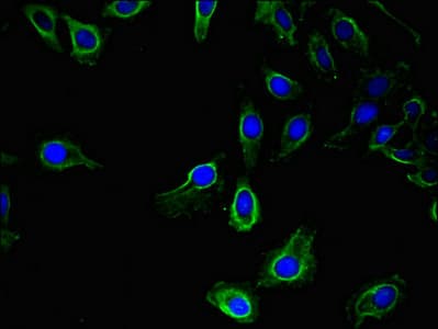 UBE1L2 / UBE1L2 Antibody