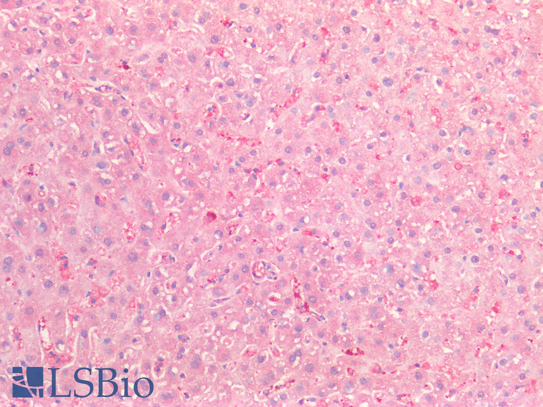 IHC-plus™ VWF / Von Willebrand Factor Antibody