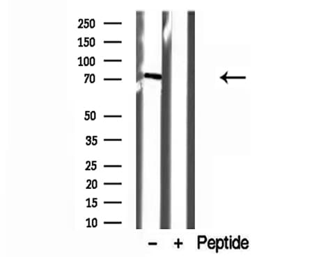 VPS33B Antibody