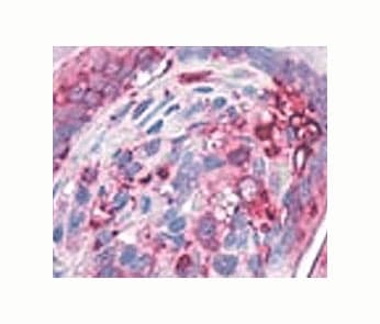 Monoclonal Mouse anti-Human AGR2 Antibody (clone AGR2105, N-Terminus, IHC, WB)