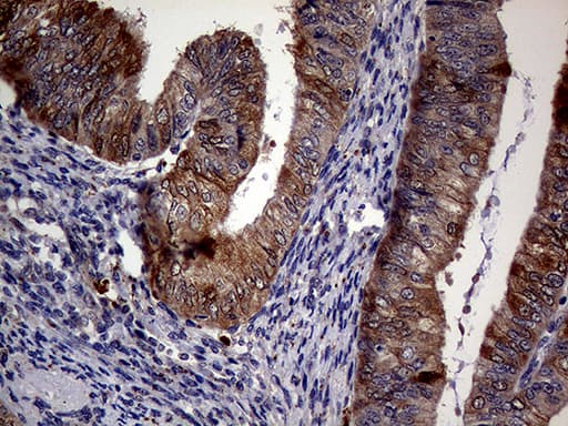 Monoclonal Mouse anti-Human p16INK4a / CDKN2A Antibody (clone OTI4H4, IHC, WB)