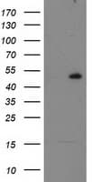 Monoclonal Mouse anti-Human RBBP7 / RbAp46 Antibody (clone OTI2D8, IHC, IF, WB)