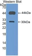 Polyclonal Rabbit anti-Mouse CD4 Antibody (aa27-394, WB)