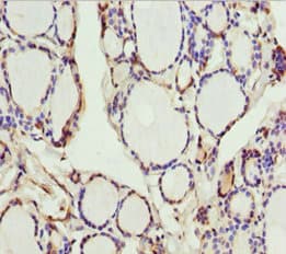 SCRN2 / Ses2 Antibody
