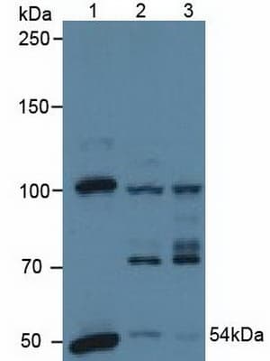 PDHX / Protein X / ProX Antibody (aa220-468, Biotin)